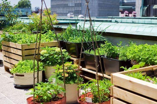 School-Roof-Garden-resized