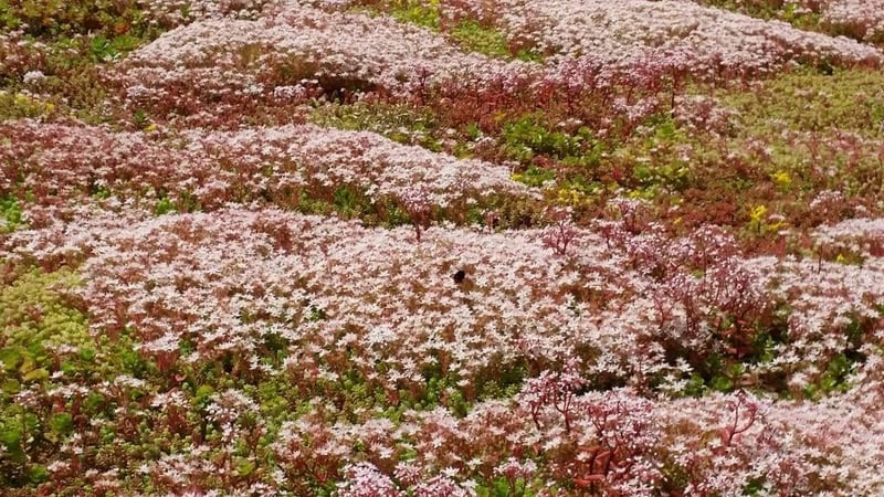 Flowering_Sedum_Album_S.jpg