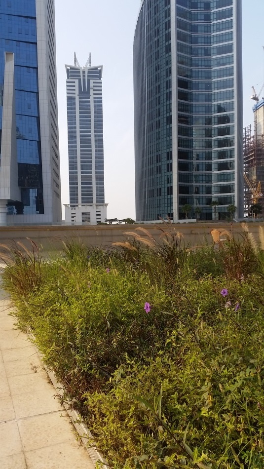 Green Roof 2 - Dubai UAE.png.jpg