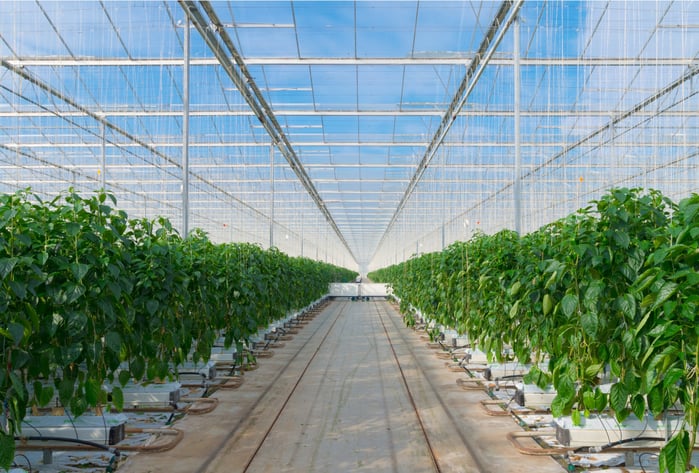 Hydroponic Greenhouse.jpg