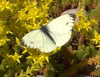 butterfly_visiting_sedum_acre_on_sedum_extensive_roof.jpg