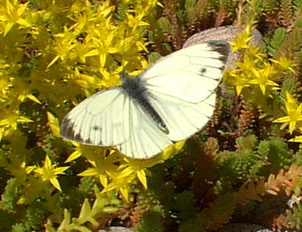 butterfly_visiting_sedum_acre_on_sedum_extensive_roof