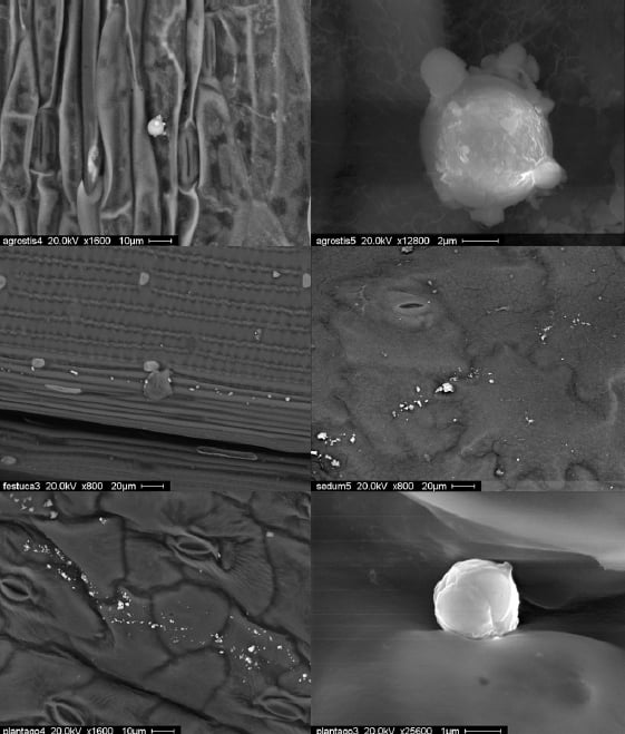 leaf surfaces of the four plant species, showing the structures that help capture particular matter