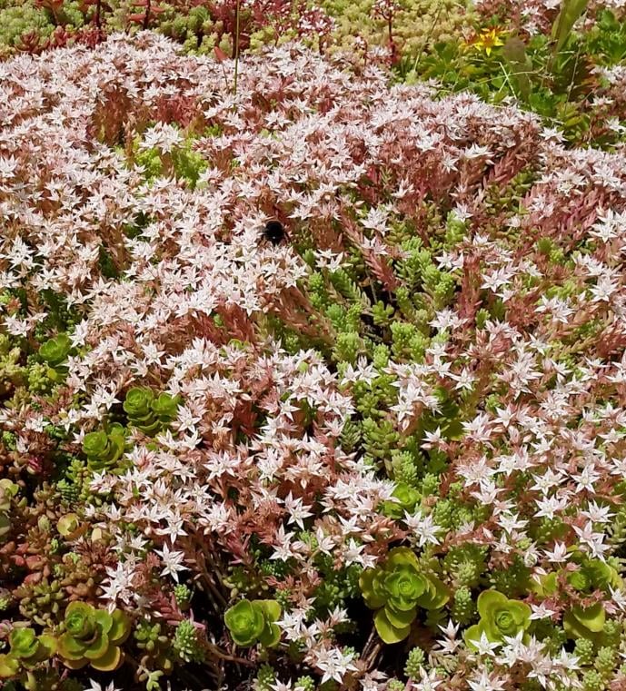 urbanscape_green_roof_flowering.jpg