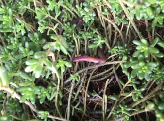 urbanscape_green_roofs_host_diverse_species.jpg