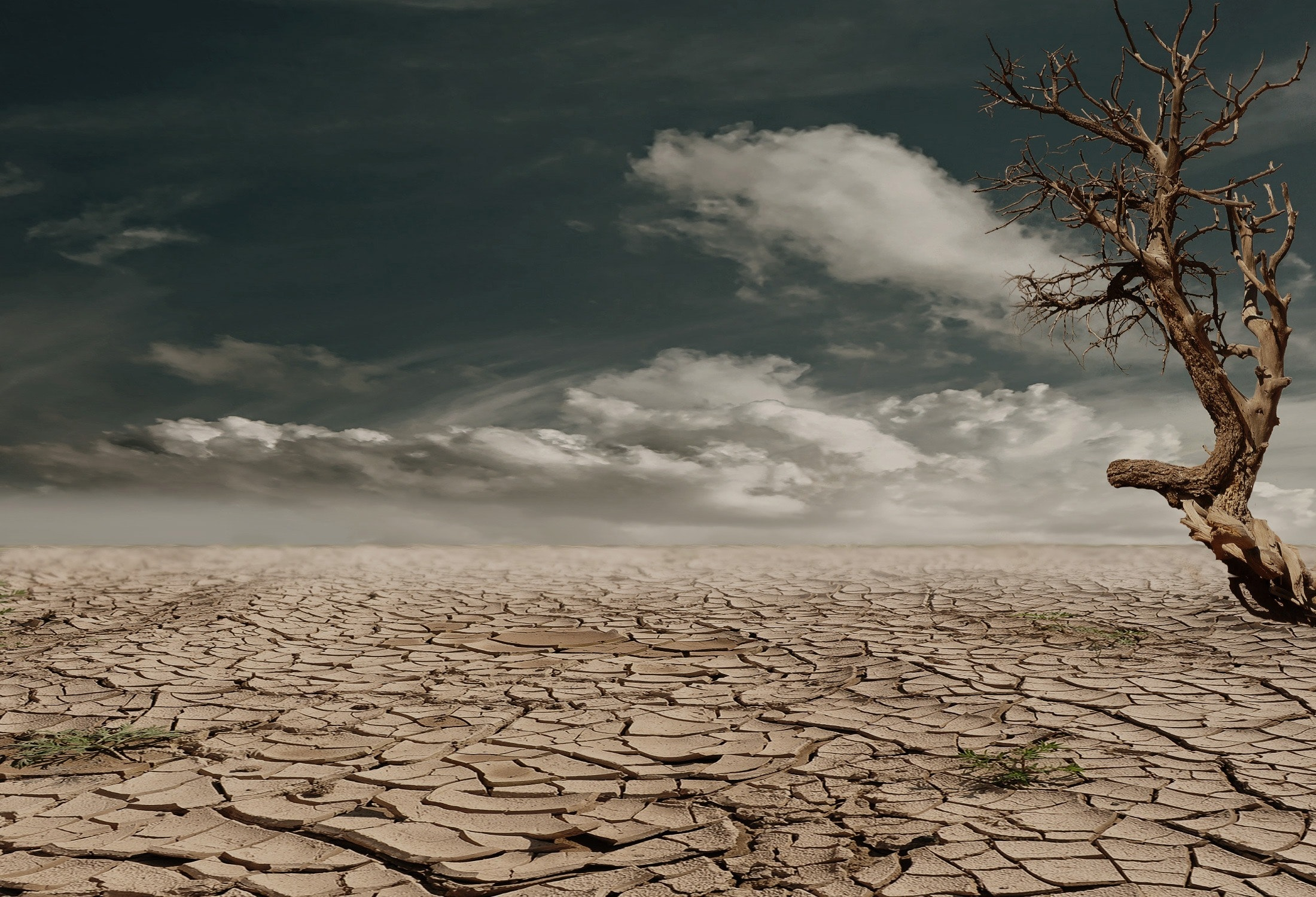 Brown tree on dried surface